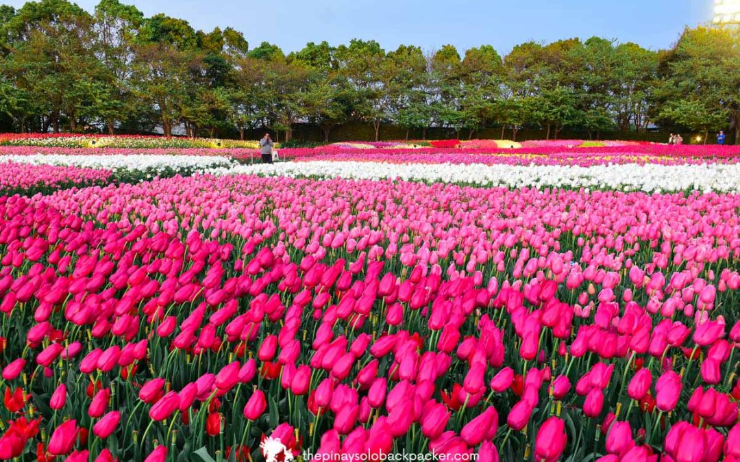 Discover the Best Time to Visit Japan for Every Type of Traveler